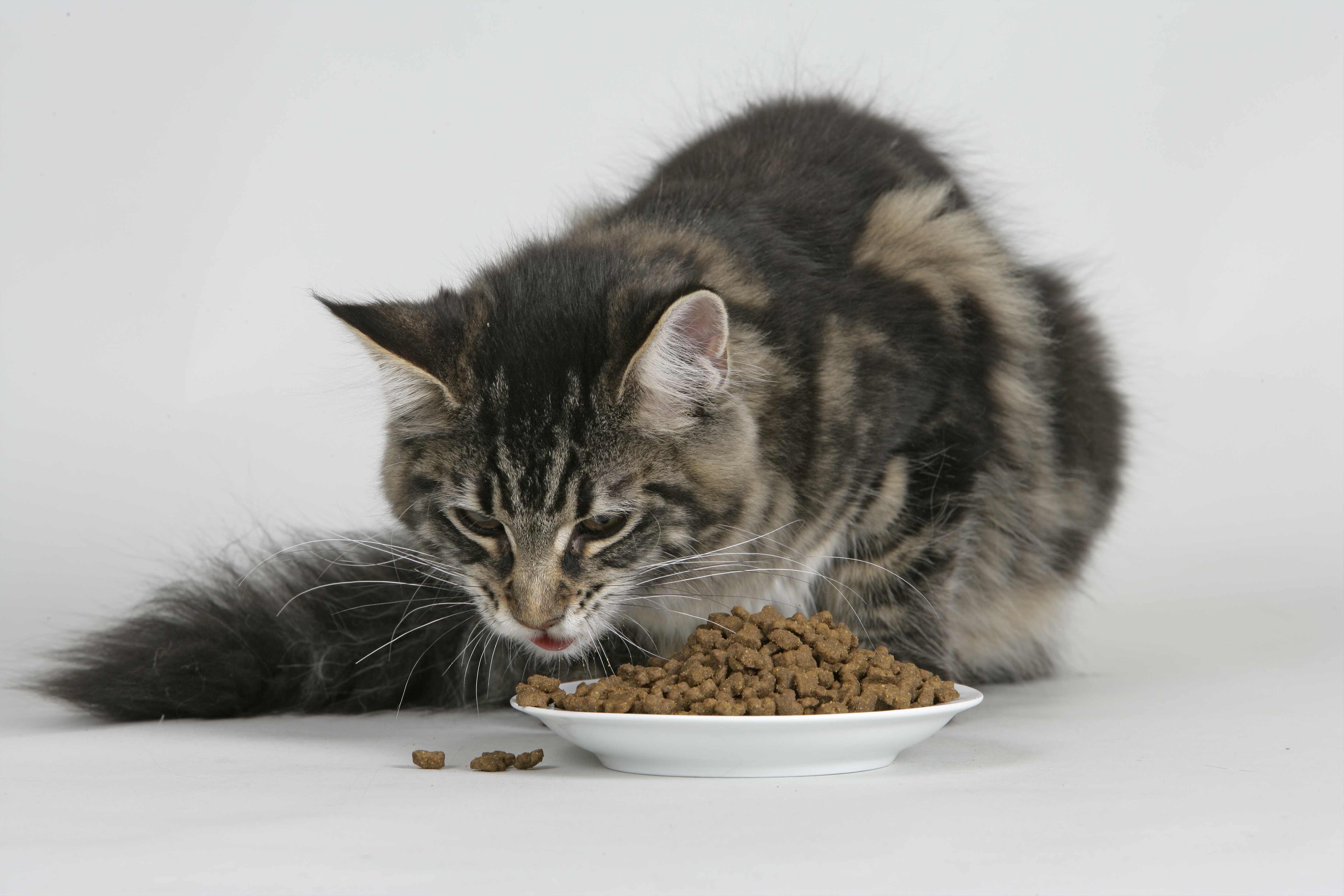 Alimentação Gatos