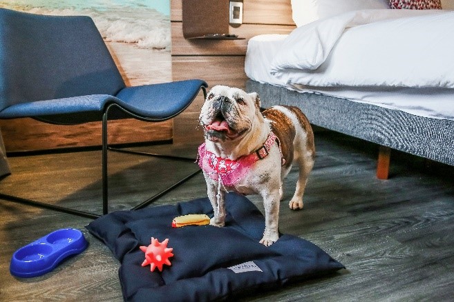 Accor and Mars restructure pet friendly policy in 300 hotels throughout Brazil